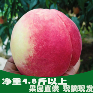 肥城桃水蜜桃脆甜桃子爆汁毛桃孕妇纯甜山东肥城新鲜现摘应季水果