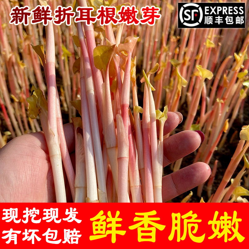 顺丰包邮！新鲜四川折耳根嫩芽鱼腥草嫩根根嫩芽子嫩苗现割现发
