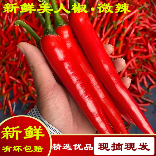 新鲜现摘微辣美人椒辣椒