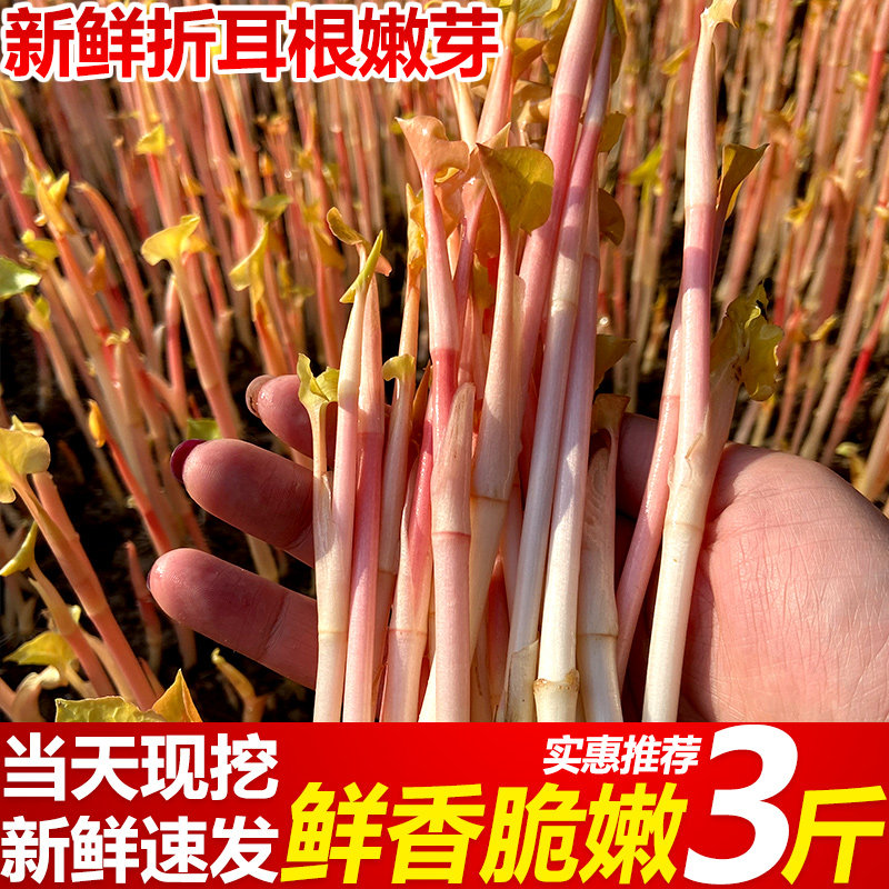 京东速发！新鲜四川折耳根嫩芽鱼腥草嫩根根嫩芽子嫩苗现割现发