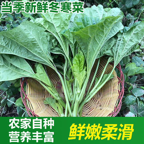 现摘四川冬寒菜新鲜冬寒菜