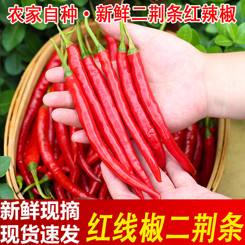 现摘红线椒二荆条红辣椒新鲜辣椒红辣泡椒剁椒农家