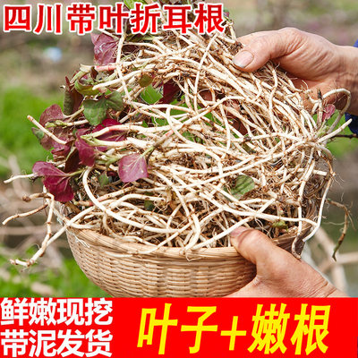 脆嫩节节根带叶脆嫩节节根带叶