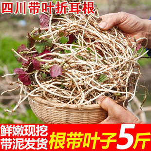 脆嫩四川折耳根3斤新鲜蔬菜节节根鱼腥草根带叶凉拌侧耳根猪鼻孔