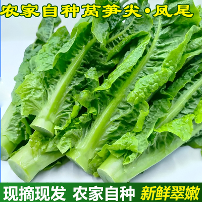 新鲜莴笋尖四川时令蔬菜田亲