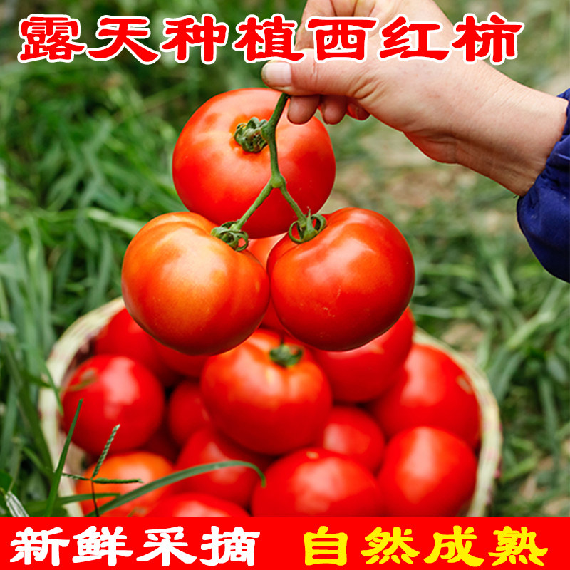云南现摘普罗旺斯西红柿新鲜蔬菜自然熟沙瓤大番茄生吃水果