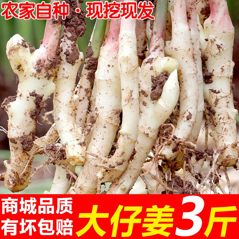 农家自种现挖现发仔姜