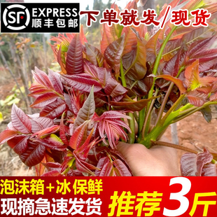 顺丰包邮！25年云南四季香椿红香椿芽尖露天当季新鲜蔬菜嫩椿芽