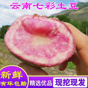 云南七彩土豆花土豆新鲜丽江花心紫皮红皮高山紫色马铃薯洋芋