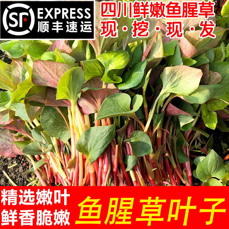 顺丰包邮!现挖四川鱼腥草叶子新鲜折耳根叶子当季节节根嫩叶茎