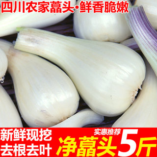 速发!现挖特产藠头5斤去叶荞头时令新鲜蔬菜农家新鲜茭白小蒜茭头