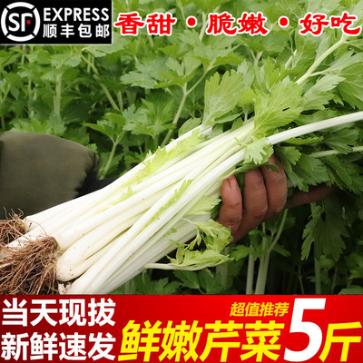 顺丰包邮四川芹菜新鲜蔬菜水芹菜当季清香白芹菜时令叶菜香芹
