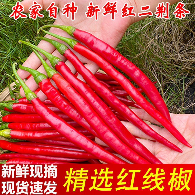 农家自种现摘新鲜红线椒田亲