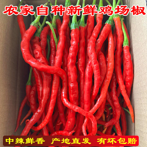 现摘新鲜鸡肠椒红辣椒薄皮农家自种当季中辣红辣椒土辣椒