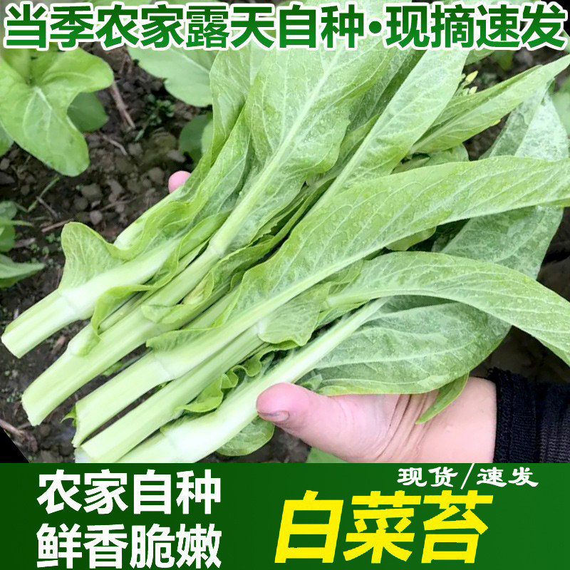 48小时内发货!现摘当季白菜苔新鲜蔬菜农家自种白菜心绿色叶菜,水产肉类/新鲜蔬果/熟食,其它,淘宝优惠券,粉丝福利购,淘宝优惠卷
