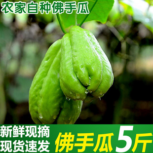 现摘当季佛手瓜5斤时令新鲜蔬菜虎儿瓜洋瓜窝瓜农家千金瓜老倭瓜