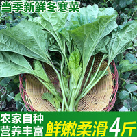 现摘四川冬寒菜3斤新鲜蔬菜东汉菜鲜嫩马蹄菜冬苋菜