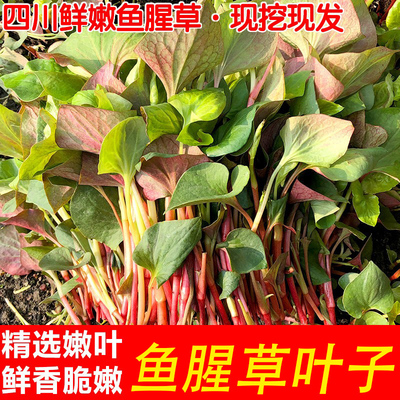 现挖现发鱼腥草折耳根叶子