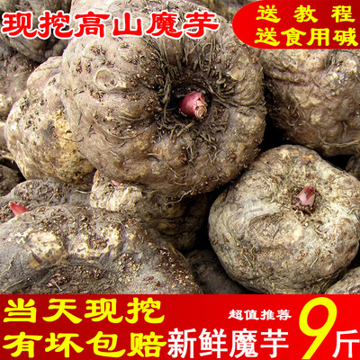 云南高山农家新鲜魔芋
