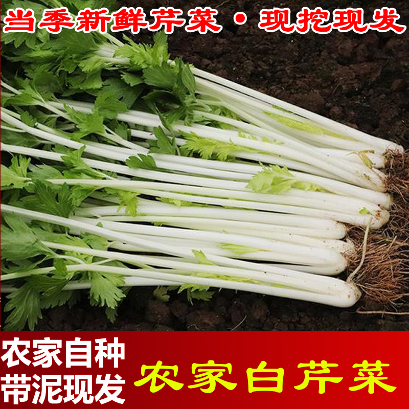 现挖四川芹菜新鲜农家自种