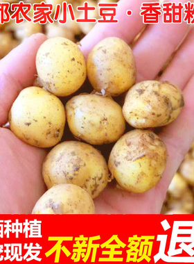 恩施富硒种植小土豆10斤现挖中等大小土豆当季新鲜蔬菜洋芋马铃薯