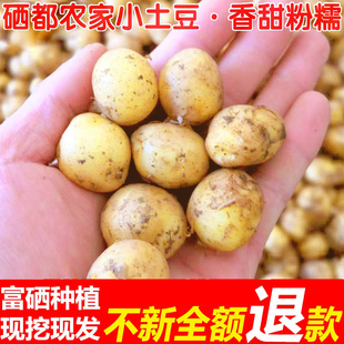 新鲜蔬菜洋芋马铃薯 恩施富硒种植小土豆10斤现挖中等大小土豆当季