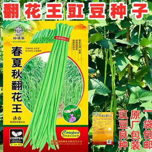 四川翻花王豇豆种子长豆角种子嫩绿条翻花强春夏秋蔬菜种植豇豆籽