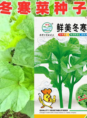 冬寒菜种子东汉菜汗菜种子冬苋菜种籽四川秋冬季农家田园蔬菜种