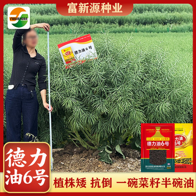 正品德力油6号油菜种子