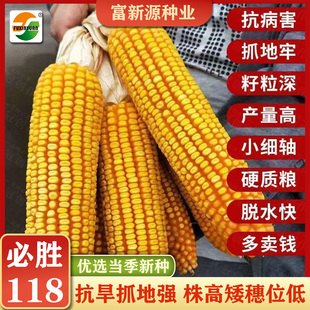【必胜118】高产大棒玉米种子抗旱强不突尖深马齿苞谷粮食种孑
