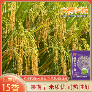 恒丰优15香水稻种子长粒香米杂交水稻种子稻谷种中熟米质好饭好吃