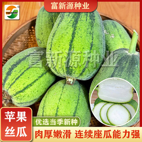 蓉香苹果丝瓜种子肉厚清香座果能力多高产软糯丝滑苹果丝瓜种子
