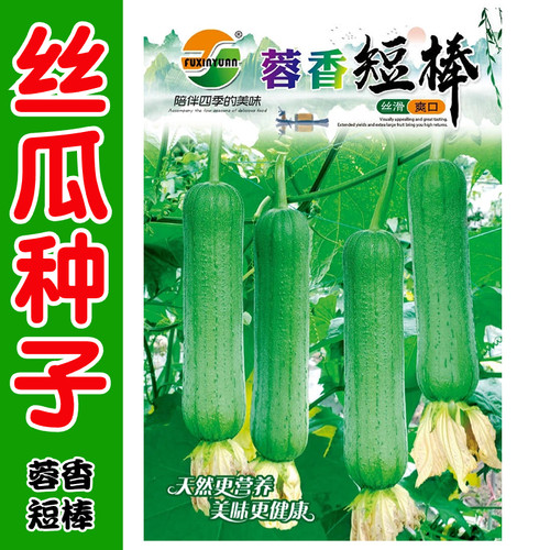 早熟丝瓜种子春秋早熟