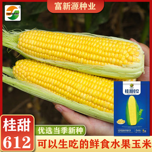 桂甜612鲜食水果玉米可生吃可煮食皮薄无渣大棒水果玉米种籽