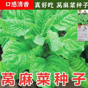 莴麻菜种子叶用莴苣窝麻菜种子口感清香四川秋季种植叶菜蔬菜种