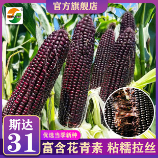 黑糯玉米种子富含花青素糯香味甜皮薄无渣糯苞谷种子 斯达31