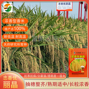 天府香稻忠香优丽晶透明度一级水稻种子增产点100%大穗稻谷种籽