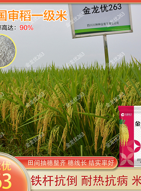 杂交水稻种子金龙优263双国审稻种籽铁杆抗倒抗病一级香米稻谷种