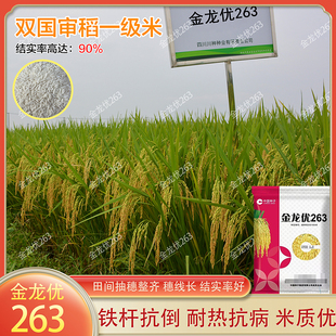 杂交水稻种子金龙优263双国审稻种籽铁杆抗倒抗病一级香米稻谷种