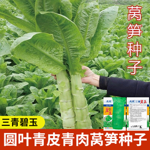 圆叶香莴笋种子青皮青肉莴苣种子春秋及早冬季种植蔬菜种子莴笋籽
