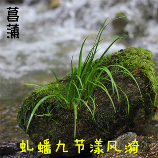 石菖蒲 虎须菖蒲 香味水培绿植微景观花卉盆栽附石龙根昌蒲苗