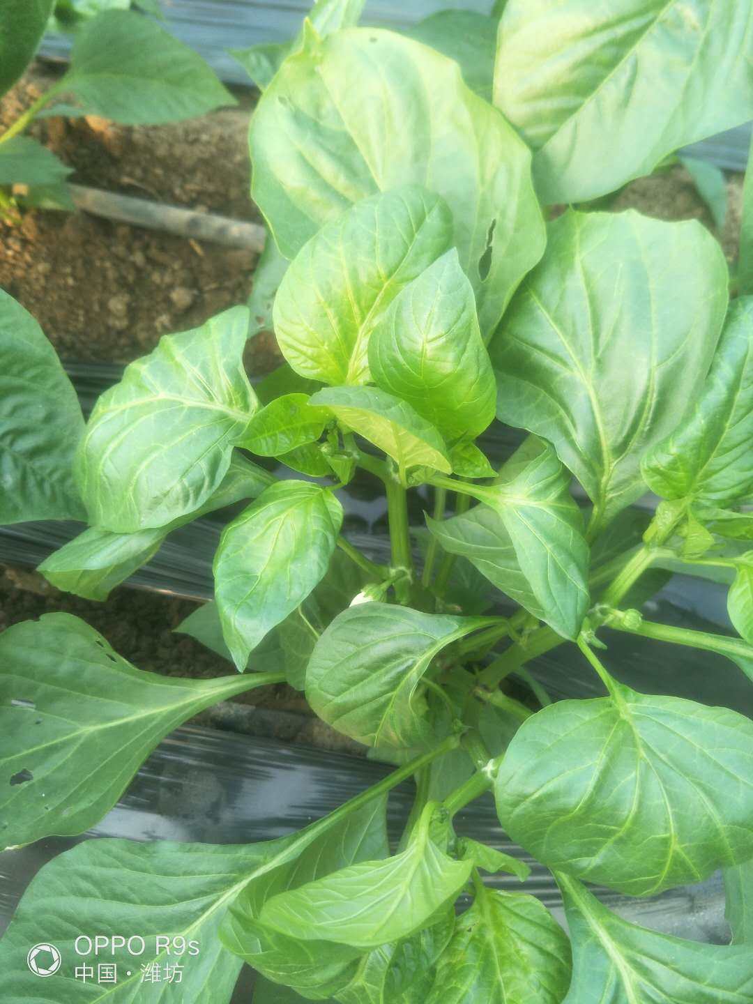 新鲜彩椒叶辣椒叶尖椒叶绿叶食用食用炒菜做咸菜