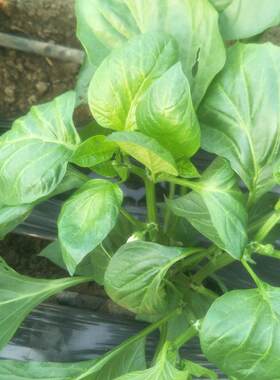 新鲜彩椒叶辣椒叶尖椒叶绿叶食用食用炒菜做咸菜