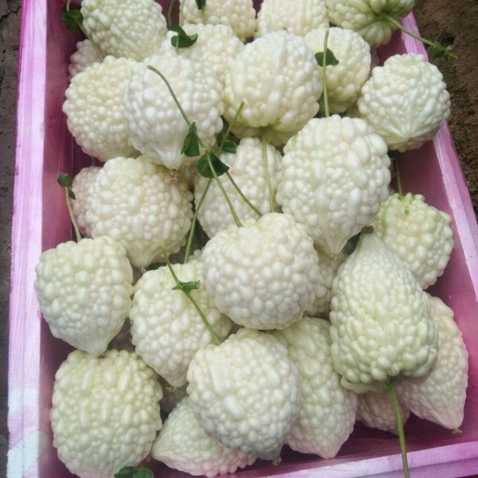 新鲜台湾苹果苦瓜白玉苦瓜水果苦瓜圆苦瓜赖葡萄微苦生吃沙拉