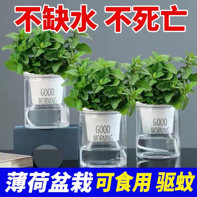 薄荷盆栽可食用水培柠
