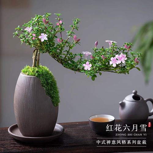 红花六月雪盆景悬崖老桩绿植