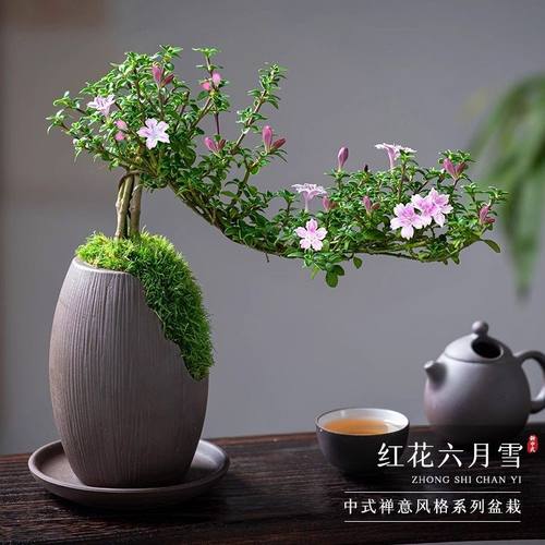 红花六月雪盆景悬崖老桩