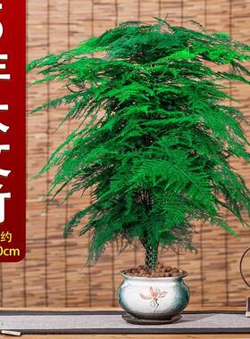 5年老桩大文竹盆栽植物四季常青