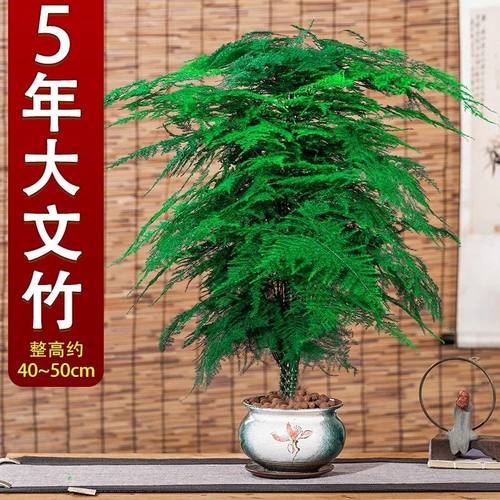 5年老桩大文竹盆栽植物四季常青