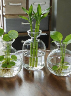 水培花瓶日式牛油果牛油果种子果核植物水养透明玻璃瓶子水培器皿